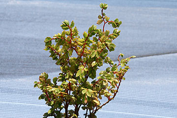 Begonia foliosa 