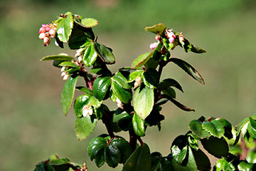 Begonia fuchsifoliosa 