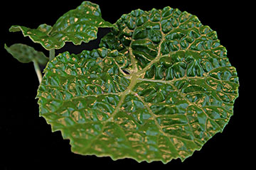 Begonia gehrtii 