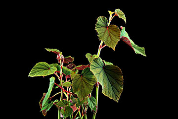 Begonia grandis 