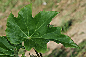 Begonia ricinifolia 'Immense'