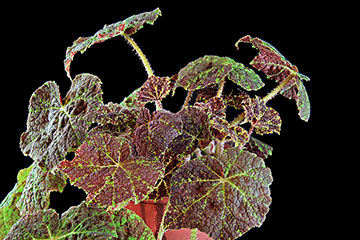 Begonia 'Marmaduke' 