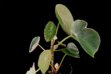 Begonia peltata 