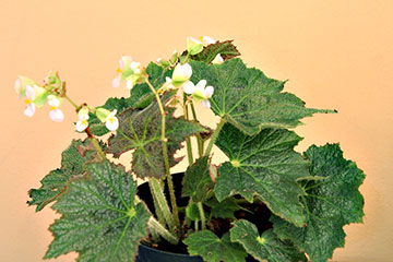 Begonia speculata