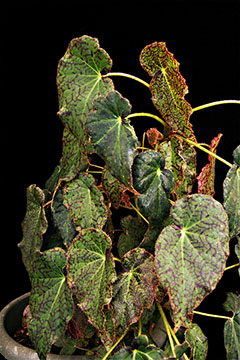 Begonia strigillosa 