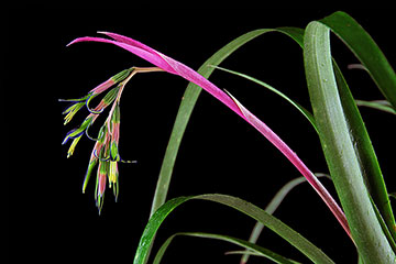 Billbergia nutans