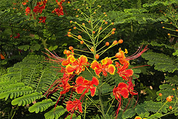 Caesalpinia pulcherrima 'Sunset'