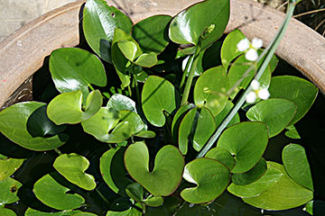 Caldesia parnassifolia