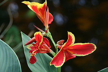 Canna indica 'Lucifer'