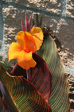 Canna indica 'Phasion'4t