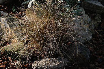 Carex comans 'Bronze Form' 