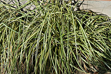 Carex oshimensis