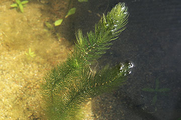 Ceratophyllum demersum