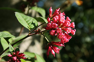 Cestrum elegans