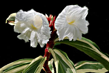 Cheilocostus speciosus