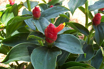 Costus woodsonii