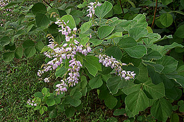 Desmodium elegans