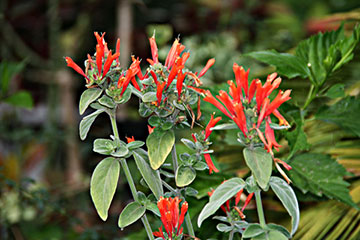 Dicliptera sericea