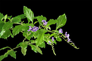 Duranta erecta