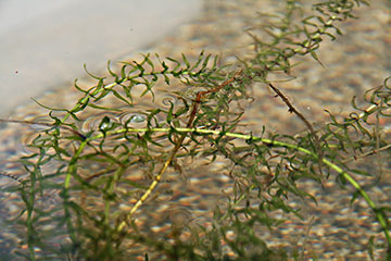 Elodea canadensis