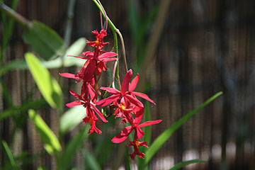 Epidendrum radicans