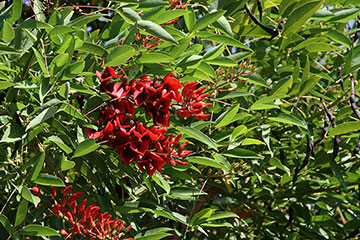 Erythrina crista-galli