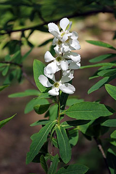 Exochorda racemosa