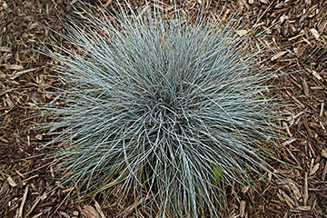 Festuca glauca