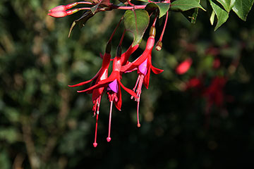 Fuchsia magellanica