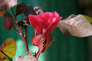 Gossypium hirsutum