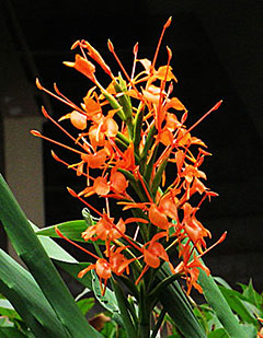 Hedychium coccineum