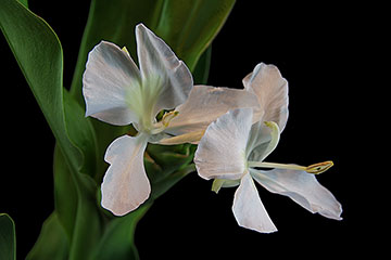 Hedychium coronarium