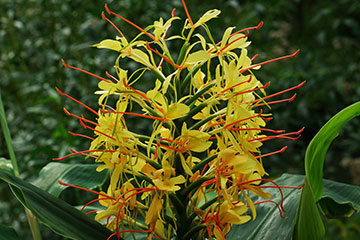 Hedychium gardnerianum