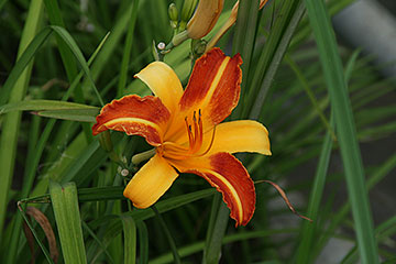 Hemerocallis fulva