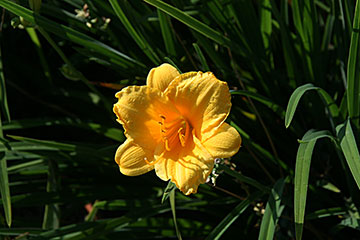 Hemerocallis 'Stella de Oro'