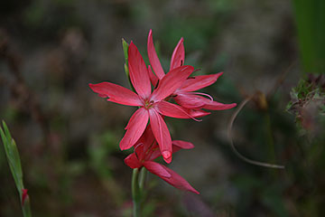 Hesperantha coccinea