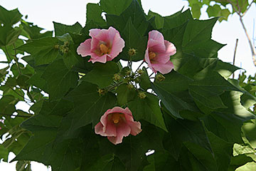 Hibiscus mutabilis