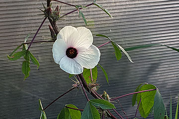 Hibiscus sabdariffa