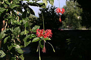 Hibiscus schizopetalus