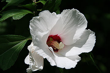 Hibiscus syriacus 'Red Heart'