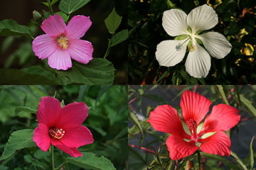 Hibiscus moscheutos palustris 