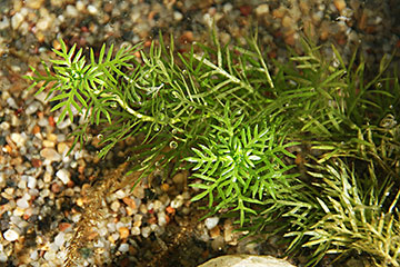 Hottonia palustris