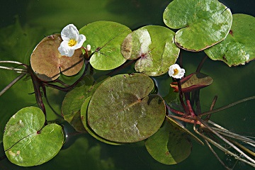 Hydrocharis morsus-ranae