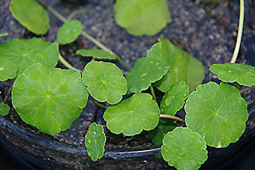 Hydrocotyle bonariensis