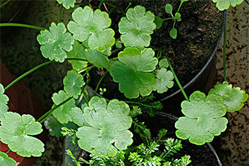 Hydrocotyle sibthorpioides