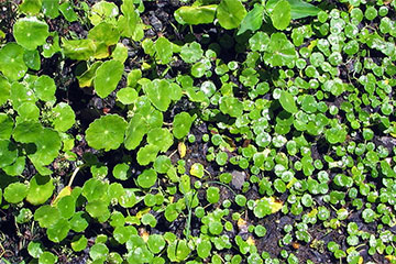 Hydrocotyle verticillata