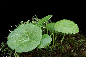 Hydrocotyle vulgaris