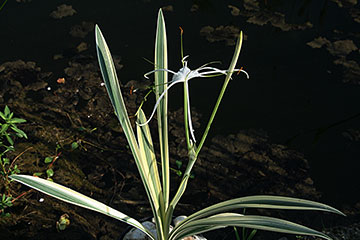 Hymenocallis littoralis