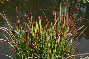 Imperata cylindrica 'Red Baron'