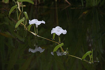 Ipomoea aquatica 